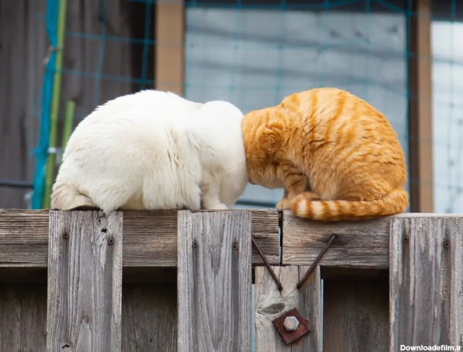 تصاویری کمدی از گربه‌های خانگی | تصویر این ۵ گربه شما را به ...
