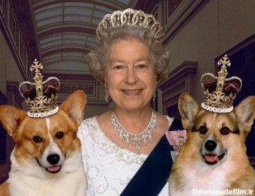 عکس/ سگ های جدید ملکه انگلیس تاج‌گذاری کردند
