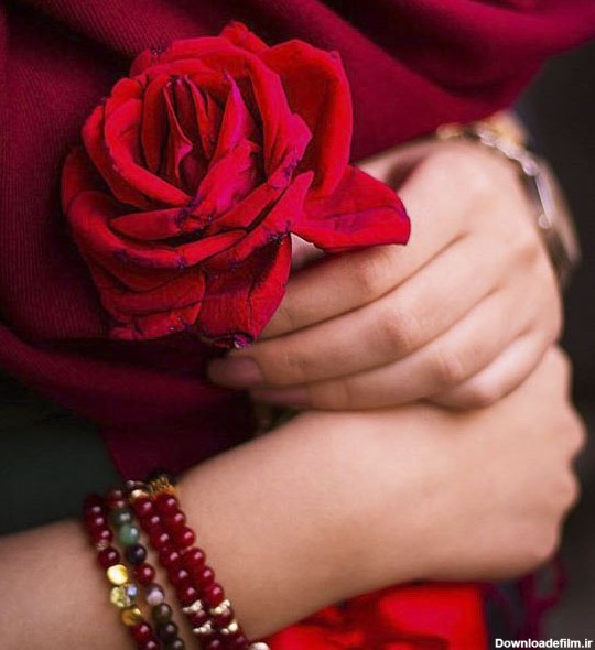 عکس پروفایل گل های رز قرمز عاشقانه و رمانتیک جدید
