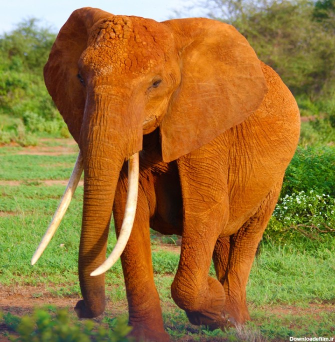 عکس فیل در جنگل با کیفیت بالا | حیوانات | فایل آوران