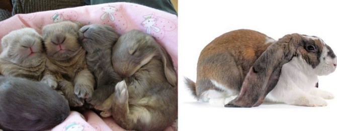 خرگوش لوپ درک انواع نژاد لوپها و آنچه بدانید قبل هر اقدامی