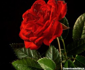 عکس گل رز قرمز red roze flower