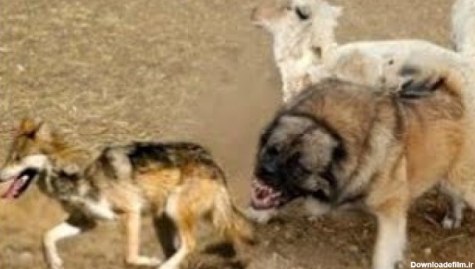 سگ چوپان قفقازی در مقابل گرگ از سگ قاتل گرگ تا حیوان خانگی
