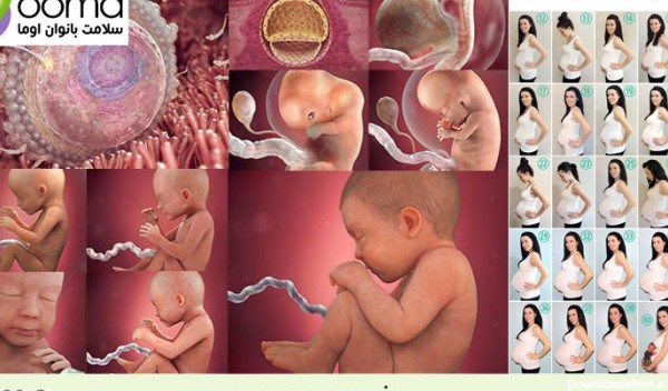 عکس جنین در هفت ماهگی