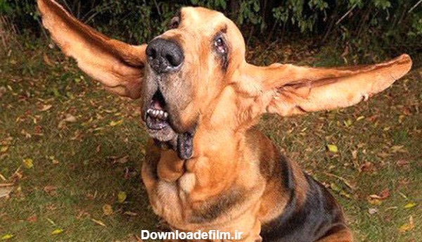 سگ گوش بلند رکورد گینس را از آن خود کرد+عکس