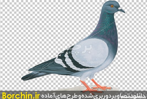 Borchin-ir-download pigeon flying pigeon large photo PNG_29 نقاشی آبرنگ کبوتر با فرمت PNG2