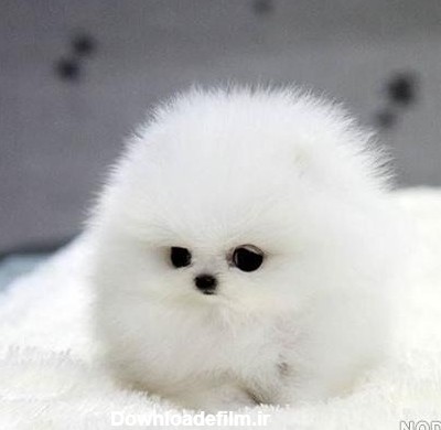 عکس سگ پاکوتاه سفید خوشگل