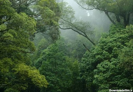 جنگلهای بارانی چیست و چند لایه دارد؟+حقایق و روز جهانی