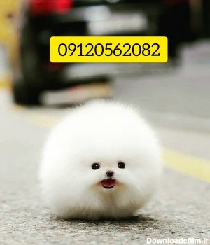 عکس سگ فنجونی پشمالو سفید