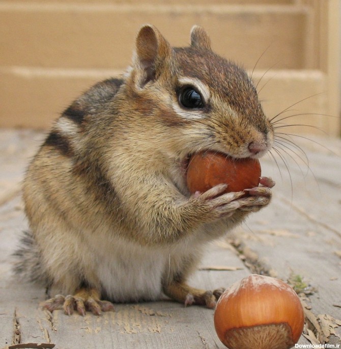 عکسی بسیار جالب از یک سنجاب - عکس ویسگون