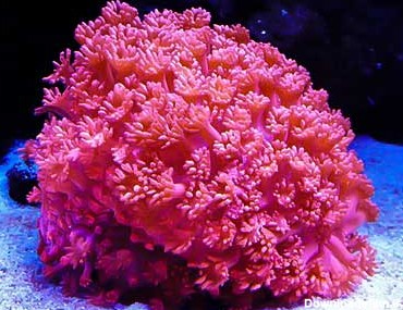 مشخصات، قیمت و خرید مرجان شقایق سنگ نامنظم - Oval Flower Pot Coral