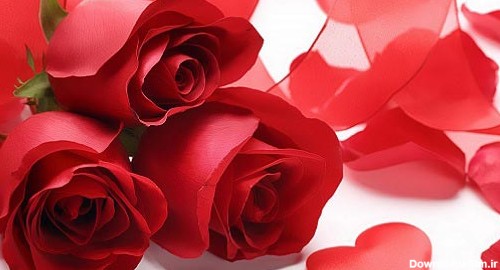 گل رز قرمز ، عکس های گل رز قرمز زیبا و عاشقانه فانتزی برای پروفایل ، تصاویر و عکس نوشته گل رز قرمز شاخه گل و سبد و دسته گل رز قرمز ، gole roze ghermez