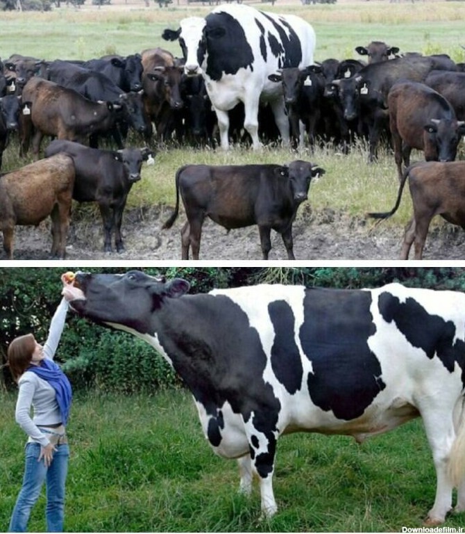 عکس بزرگ‌ترین گاو دنیا - جهان نيوز