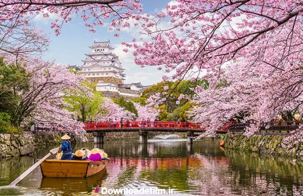 فصل بهار ژاپن را در این تصاویر شگفت انگیز ببینید