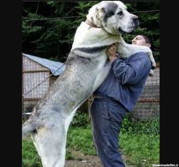 سگ چوپان آسیایی؛ بزرگترین نژاد سگ جهان علیه گرگ‌ها + عکس - آی زندگی