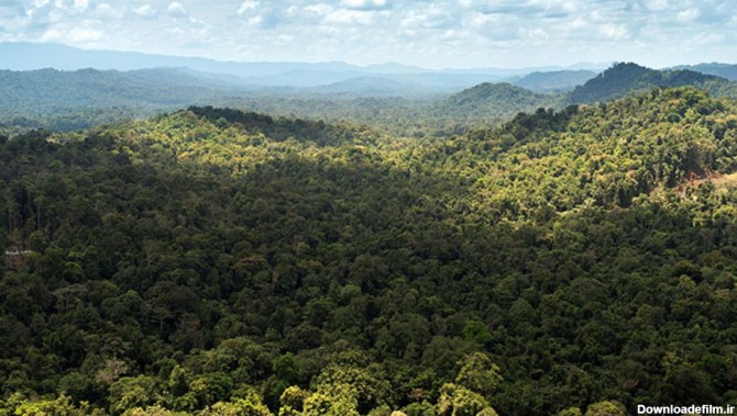 جنگل بارانی گینه نو