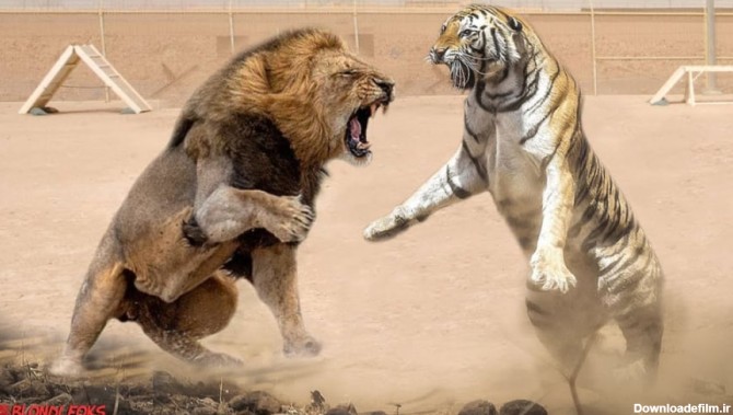 نبرد واقعی شیر در مقابل ببر | لحظه حماسی شیر با مرگ | نبرد شیر و یوزپلنگ