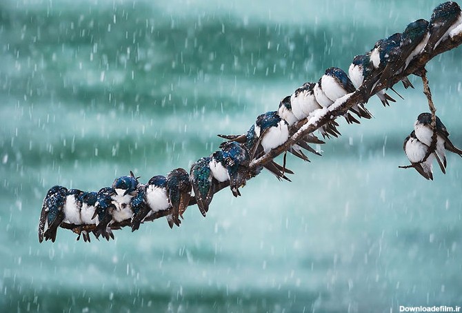 ترفند پرندگان زیبای کوچک برای گرم شدن در سرما