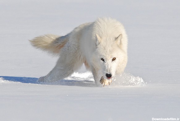 مجموعه عکس حیوانات در برف - متمم