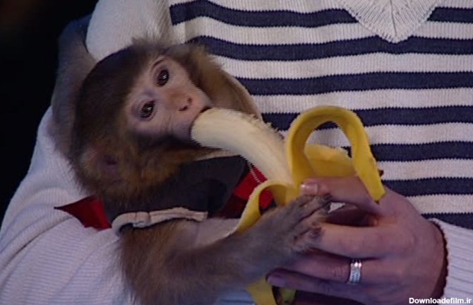 فرارو | (تصاویر) میمون فضانورد در گفتگو ویژه خبری