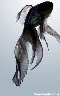 قشنگ ترین ماهی های دنیا ( آلبوم عکس خوشگل ترین ماهی ها