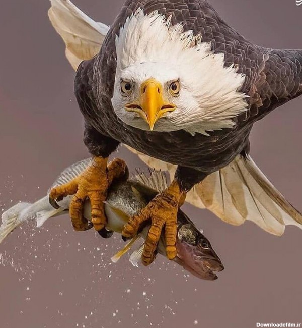 مشرق نیوز - عکس/ پرواز دیدنی عقاب پس از شکار