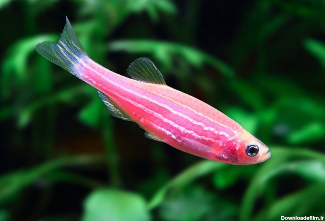 ماهی زبرا | خانه گل گلوريا