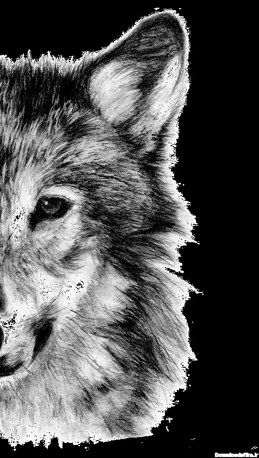 Wolf Free PNG Images - Free PARSPNG Website