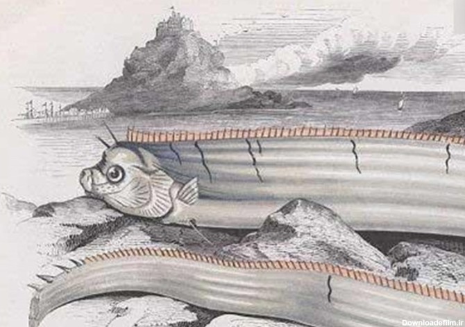 ماهی نقاش در اعماق دریا کشف شد + عکس - تسنیم