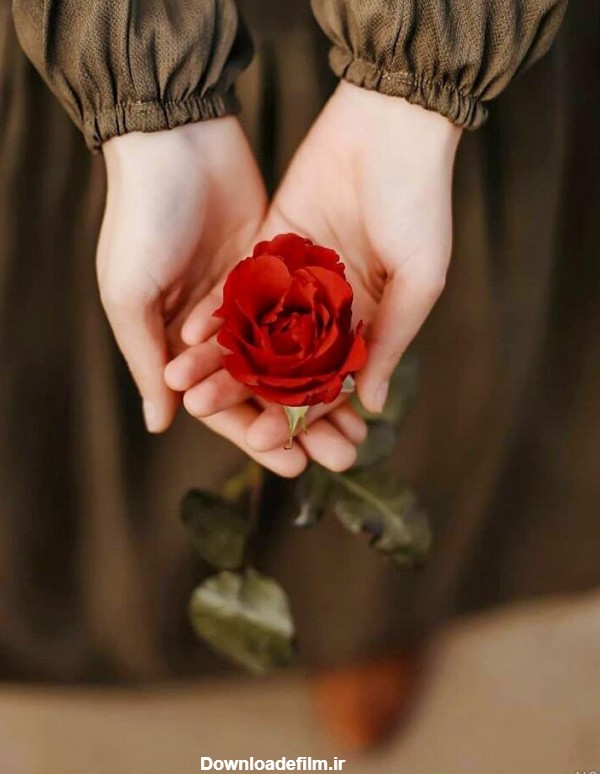 عکس گل در دست دختر برای پروفایل - عکس نودی