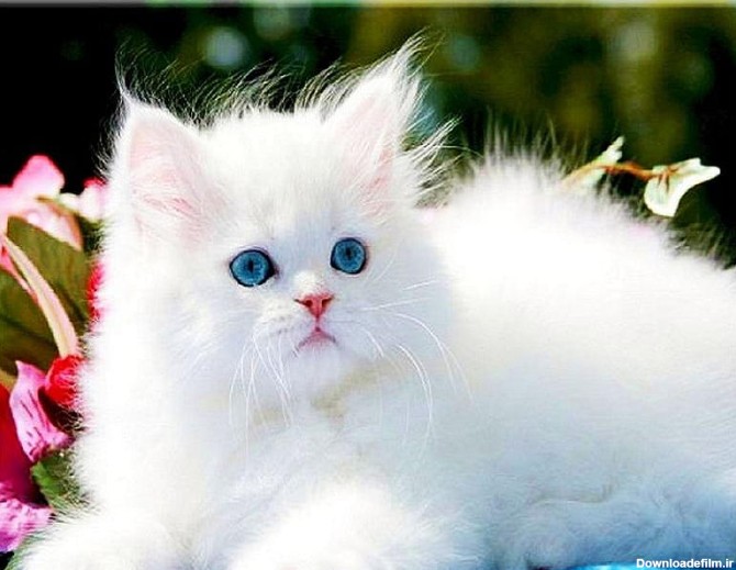 عکس گربه پرشین چشم آبی