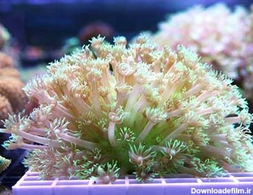 مشخصات، قیمت و خرید مرجان شقایق سنگ - Flower Pot Coral