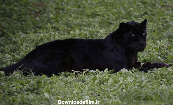 حقایقی درباره یوزپلنگ سیاه؛ گونه ای نادر که پس از یک قرن مشاهده شد ...