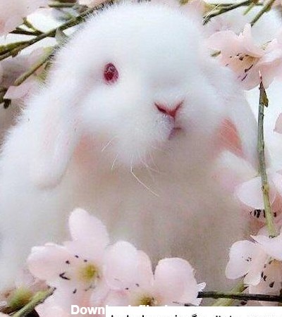 مجموعه عکس خرگوش سفید و صورتی (جدید)