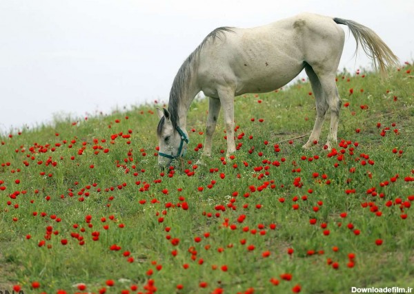 عکس/ اسب‌ها در دشت شقایق وحشی - جهان نيوز