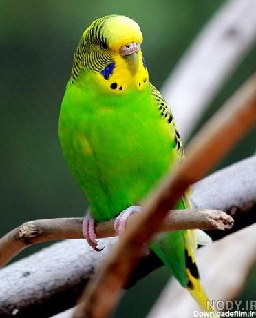 عکس مرغ عشق زرد و سبز