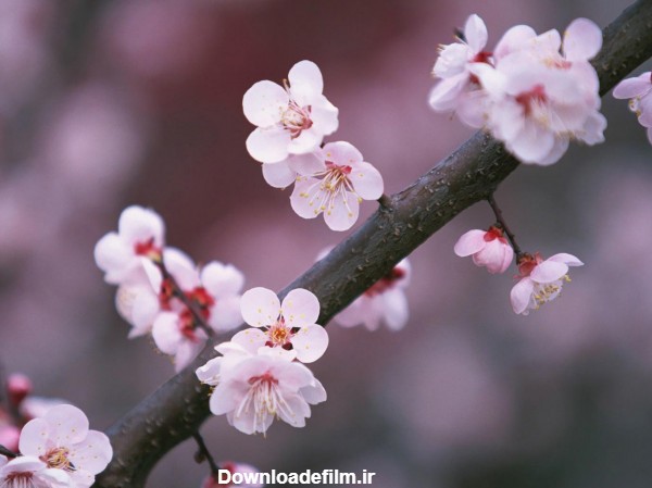عکس شکوفه های فصل بهار - عکس نودی