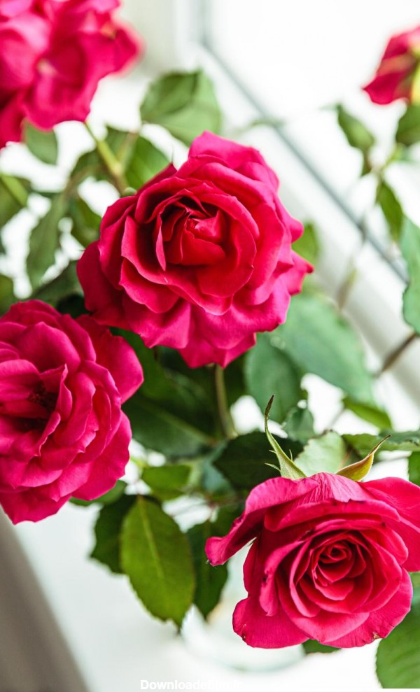 عکس گلهای زیبا با کیفیت فول اچ دی