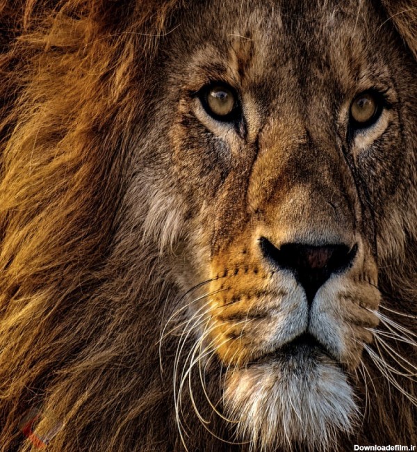 عکس شیر سلطان جنگل با کیفیت بالا | حیوانات | فایل آوران