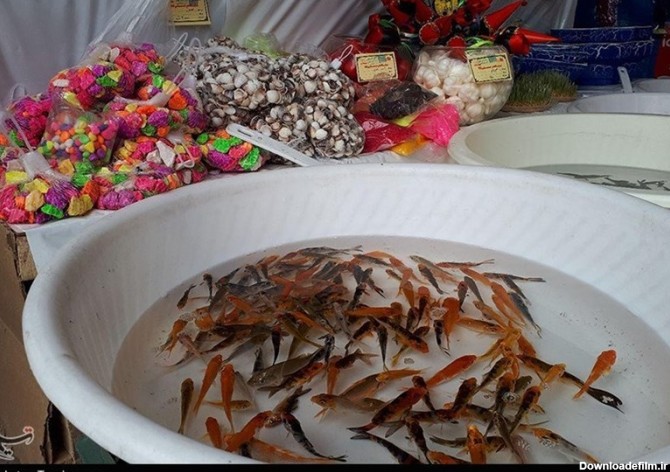گیلان| بازار "ماهی قرمز شب عید" در رشت به روایت تصویر - تسنیم