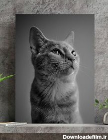 بهترین تابلو سیاه و سفید گربه زیبا با قیمت مناسب - مبین چاپ
