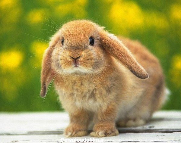 خرگوش لوپ (Holland Lop) | ماکی دام