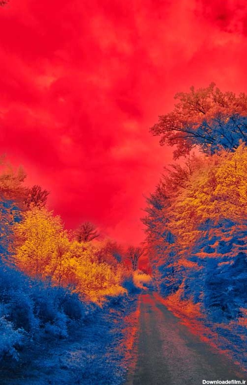 تصویر درختان و آسمان قرمز