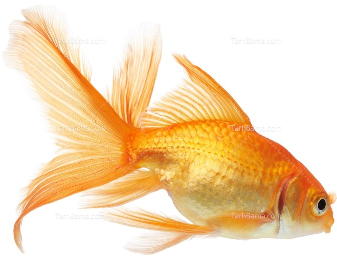تصویر با کیفیت ماهی قرمز زیبا