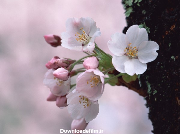 عکس شکوفه درختان بهاری