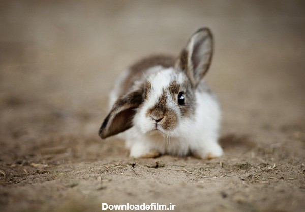 عکس خرگوش کوچولو ناز برای پروفایل