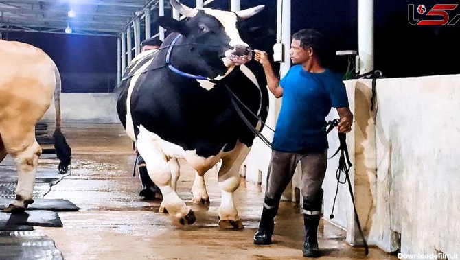 فیلم/ سومین گاو نر بزرگ جهان با 1200 کیلوگرم وزن و قد 1.81 متر
