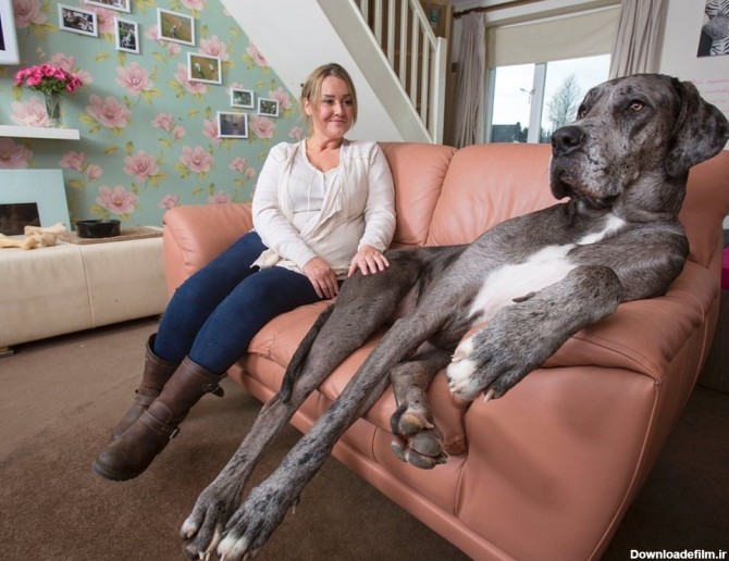 فِرِدی» بزرگترین سگ انگلیس+فیلم و عکس - تسنیم