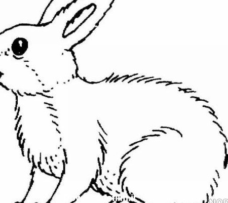 عکس خرگوش برای رنگ آمیزی