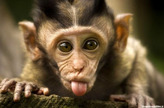 ویدیو) شگرد جدید میمون های بالی برای سیرکردن شکم؛ تبادل ...